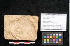 Foto (Objekt + Etikett) von Alnus micana L. (NHMW-GEO-2024-0188-11602)